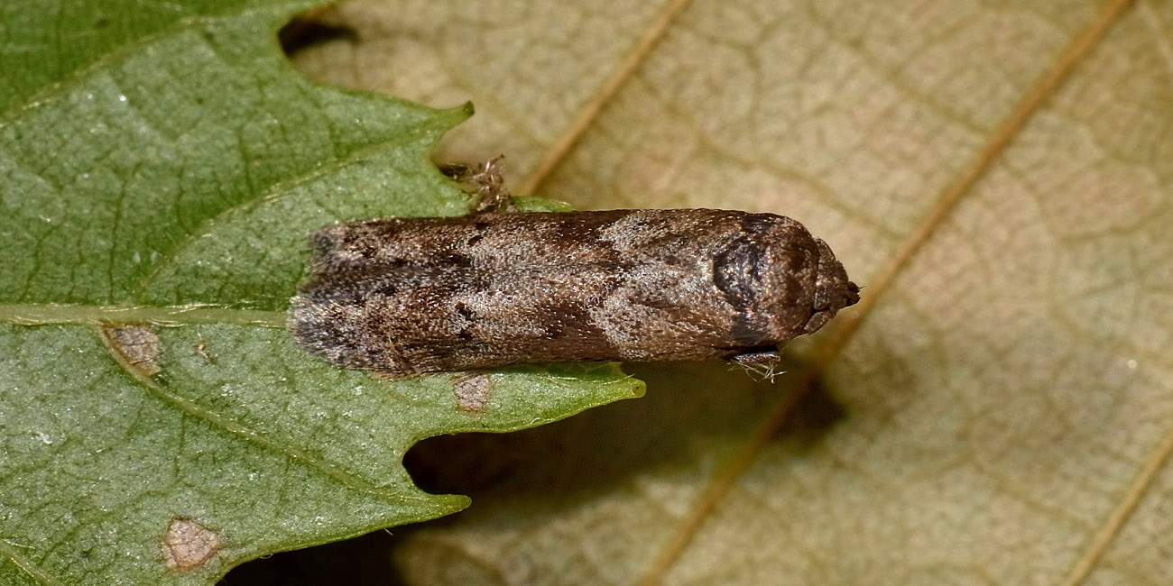 Blastobasis sp? Si, Blastobasis glandulella